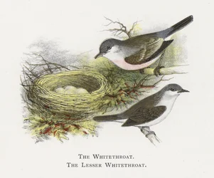 De Grasmus, De Kleine Grasmus